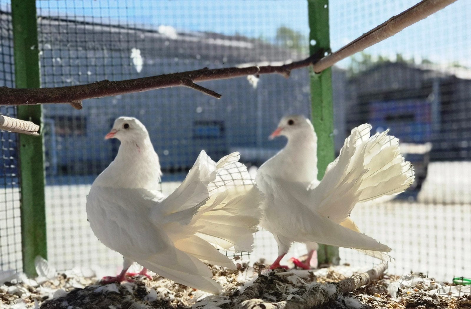 2 witte sierduiven,  trouwduiven, Plusieurs animaux