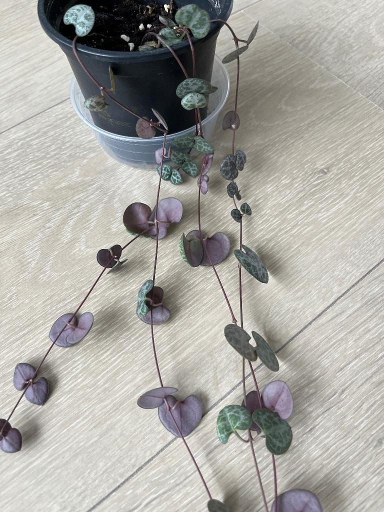 String of hearts plant, Ophalen