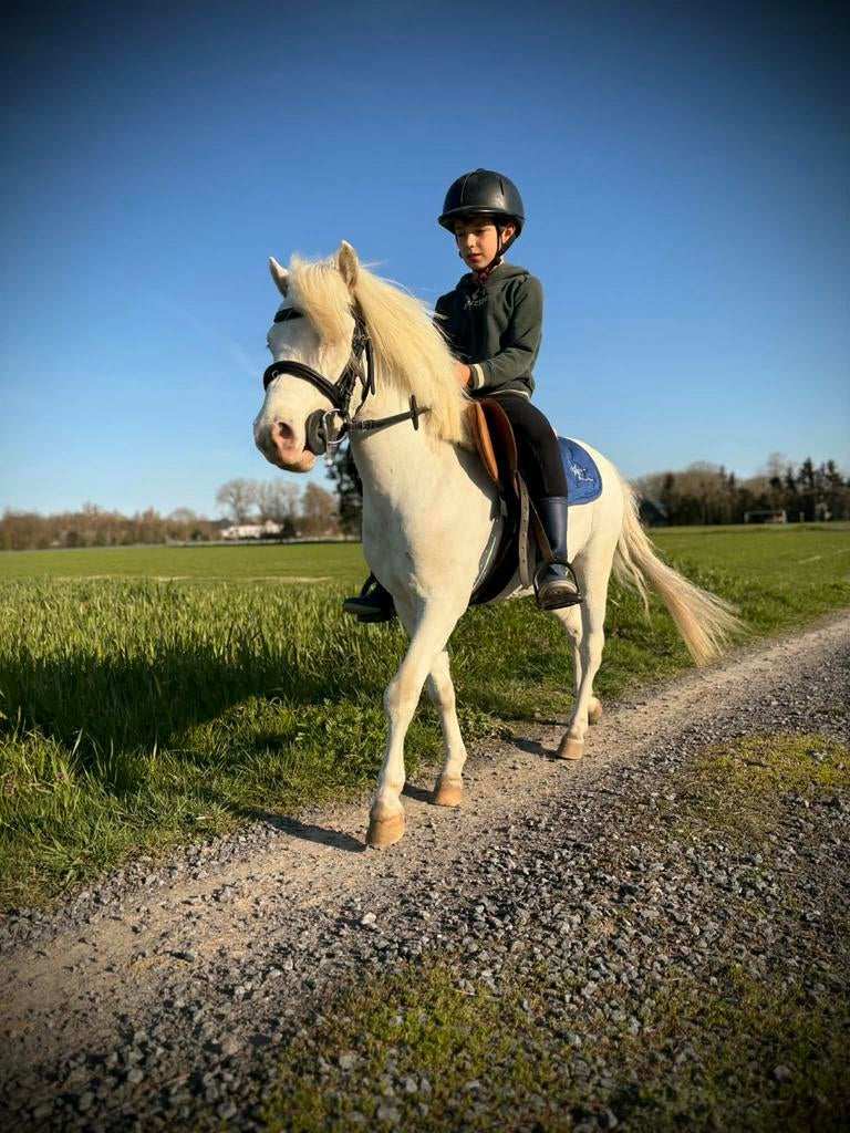 Prachtige witte pony ruin, Dieren en Toebehoren, Paarden, Ruin