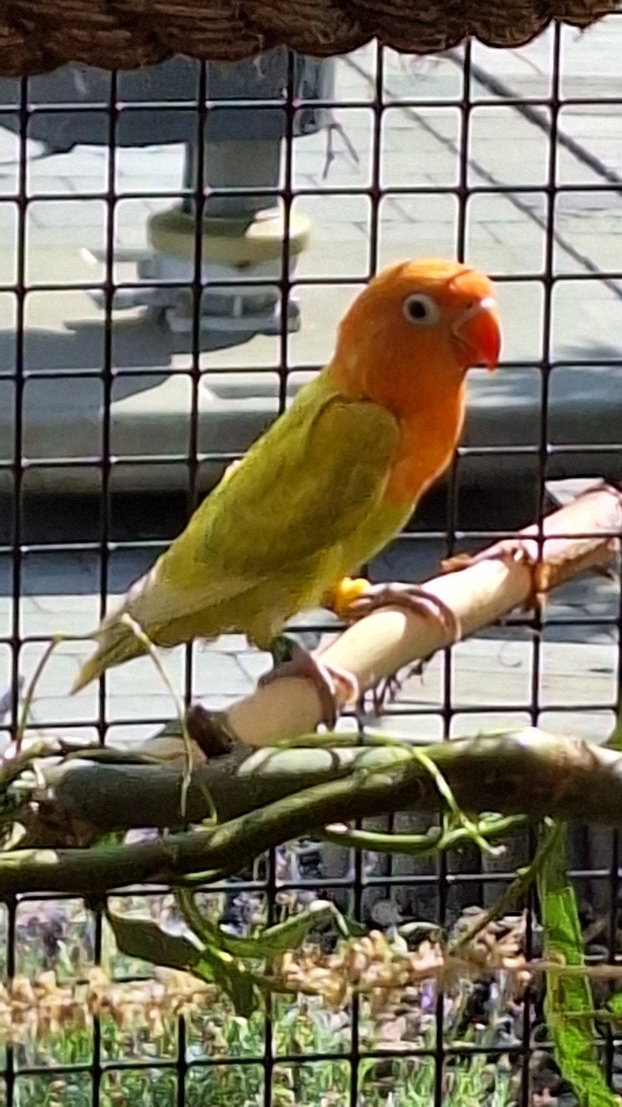 2 mooie agapornis fischerie, Dieren en Toebehoren, Dwergpapegaai of Agapornis, Geringd