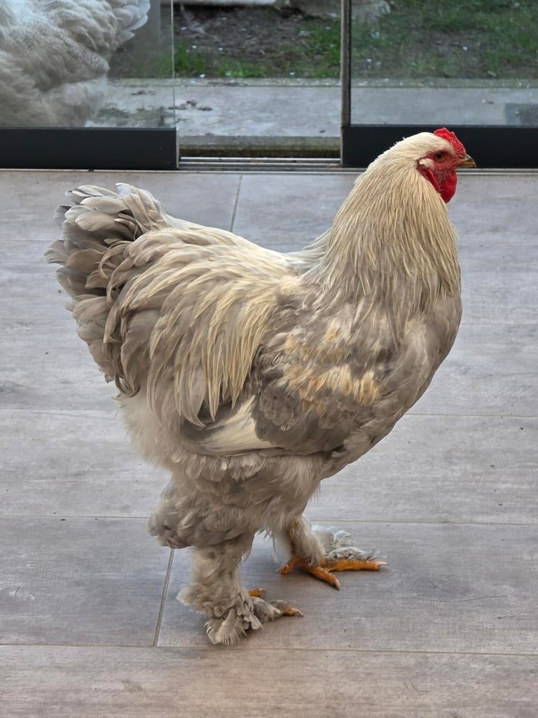 Brahma haan 8 maanden oud, Dieren en Toebehoren, Pluimvee