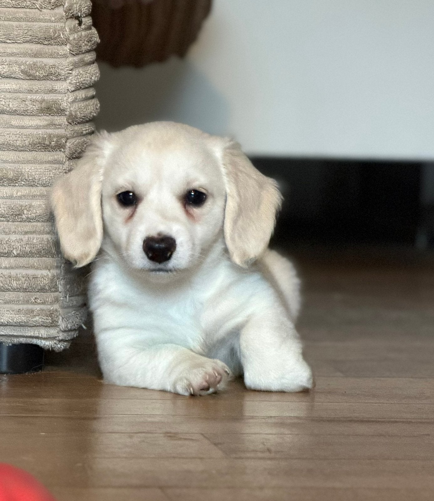 Langhaar creme blonde teckel pups,in huis grootgebracht !!, Kaninchen, België, Fokker | Hobbymatig, Reu