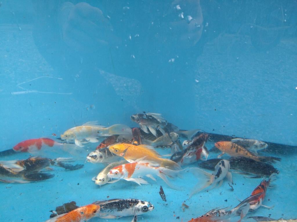 Vlinder koi / butterfly koi klein en groot, Dieren en Toebehoren