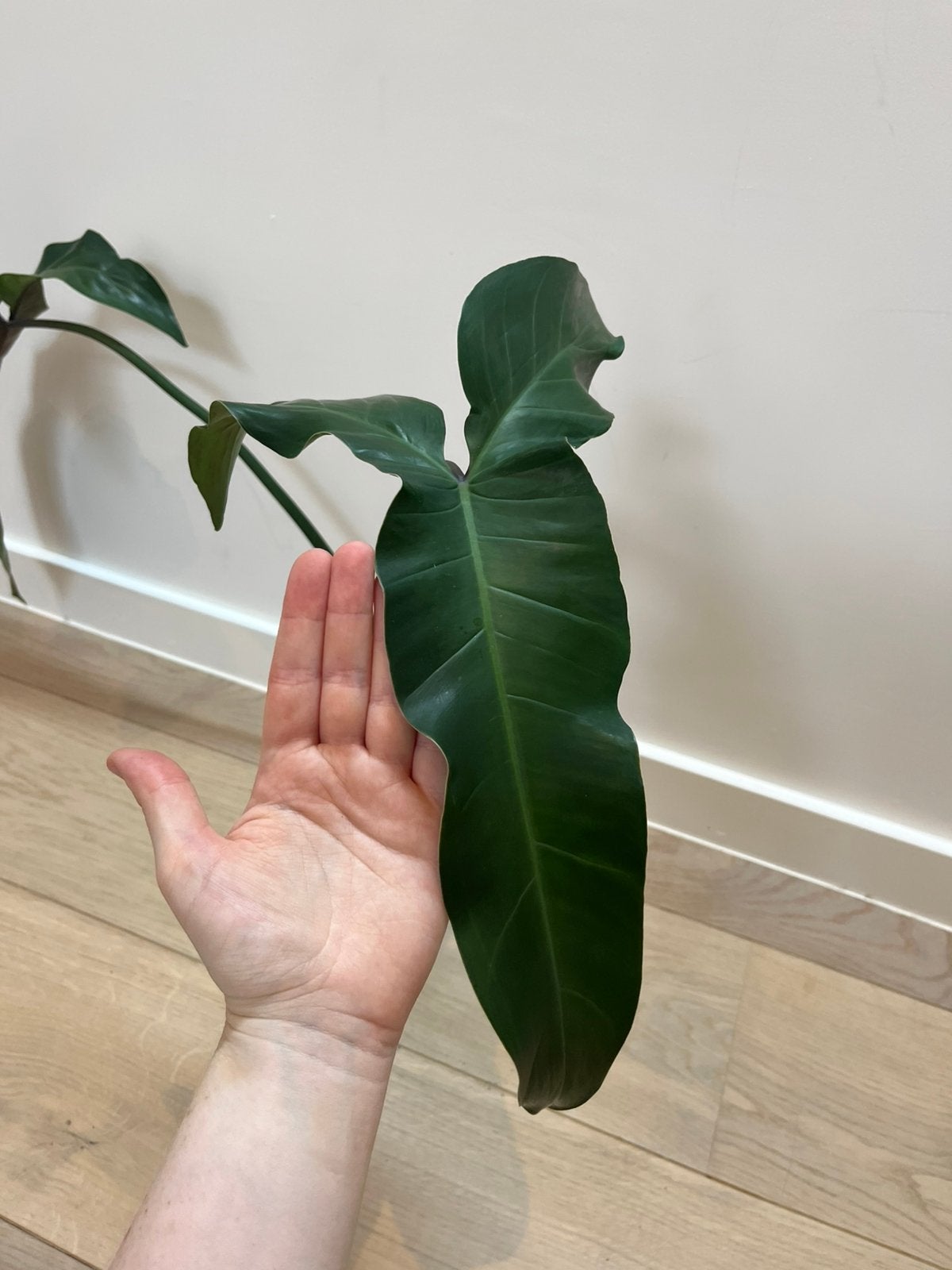 Philodendron Maxicanum XL Mature, Huis en Inrichting, Ophalen of Verzenden