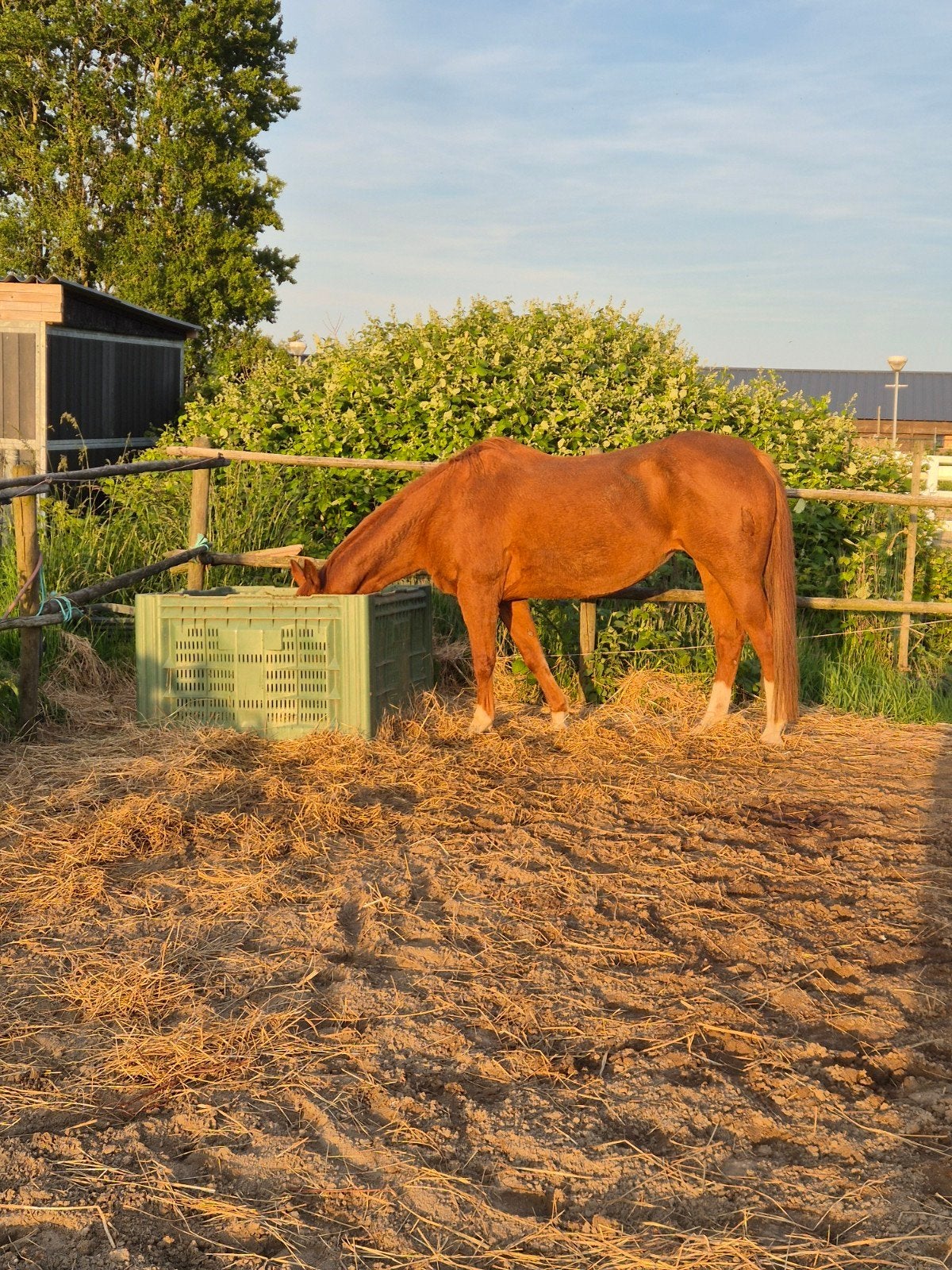Met spoed quarter merrie, Dieren en Toebehoren, Paarden, Merrie, ZZ, Met stamboom, 11 jaar of ouder