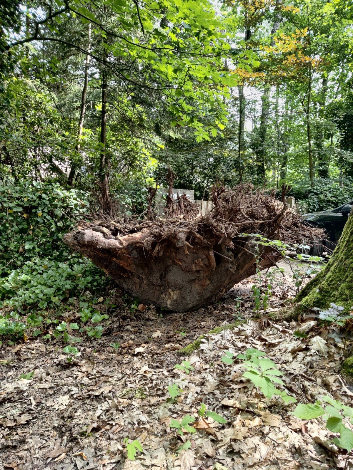 Boomstronk/wortel EIK, Tuin en Terras, Planten | Tuinplanten, Ophalen