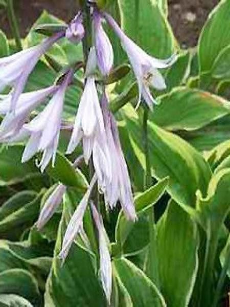 HOSTA plante vivace - fleur bleu - 3 EUR le pot - diam 20 cm, Tuin en Terras, Vaste plant, Halfschaduw, Zomer, Ophalen
