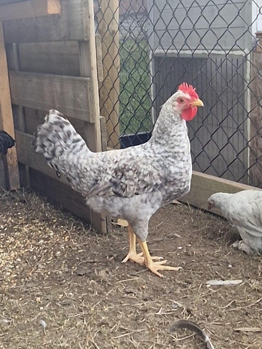 Cream Legbaar haan, Animaux & Accessoires, Volatiles