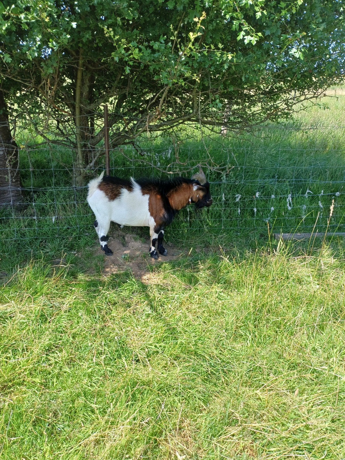 Bouc entier 1 an et demi , très sociable., Animaux & Accessoires