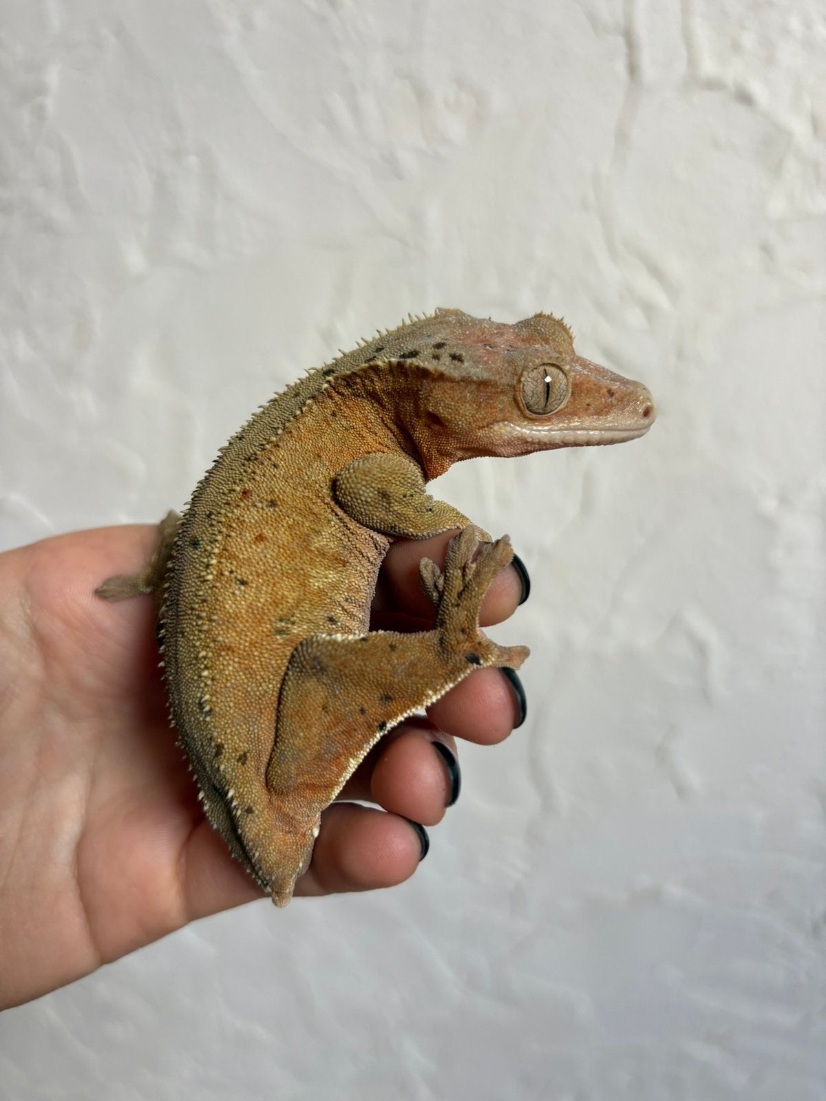 Red dal wimpergekko vrouw, Animaux & Accessoires, Reptiles & Amphibiens, Lézard, Domestique, 7 à 10 ans