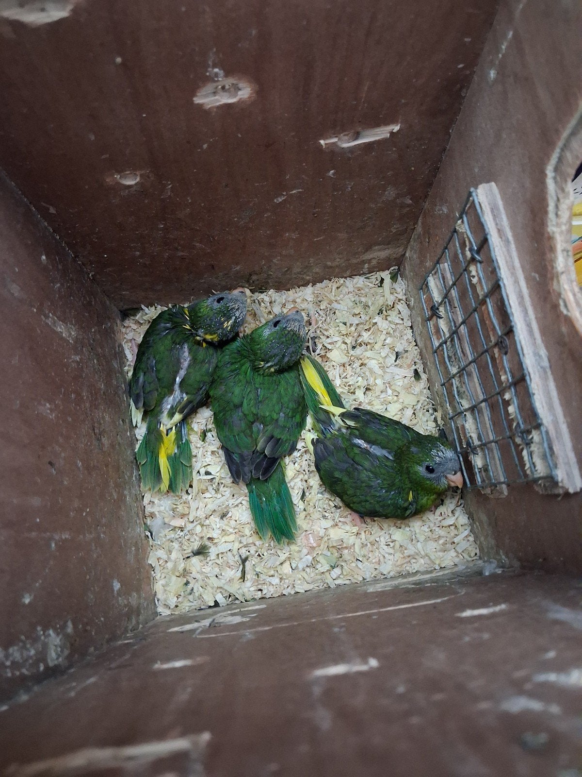 Jonge GVH Kakariki 2026, Dieren en Toebehoren, Vogels | Parkieten en Papegaaien, Vrouwelijk, Parkiet, Geringd