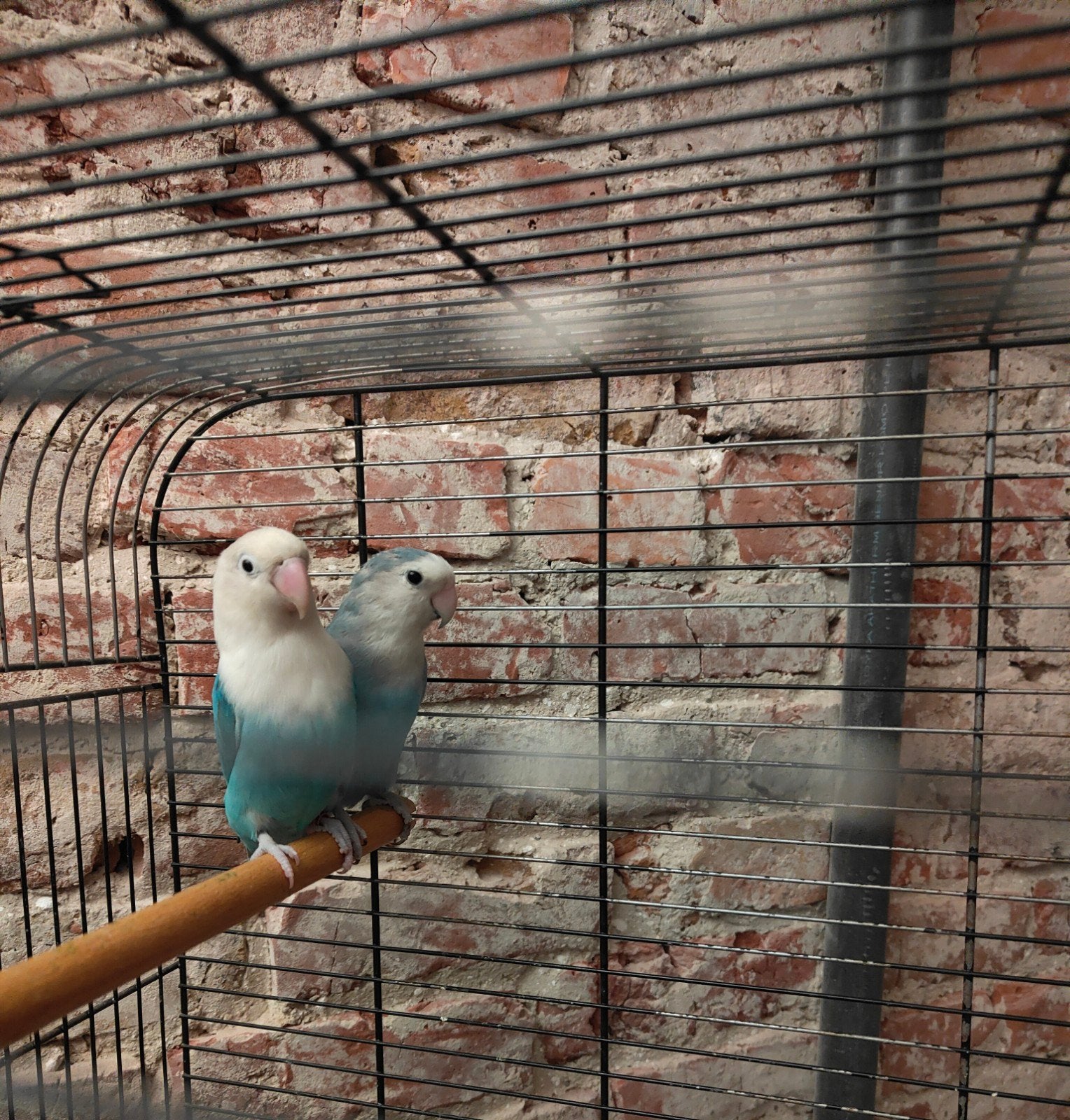 koppel agapornis mag gratis weg, Dieren en Toebehoren