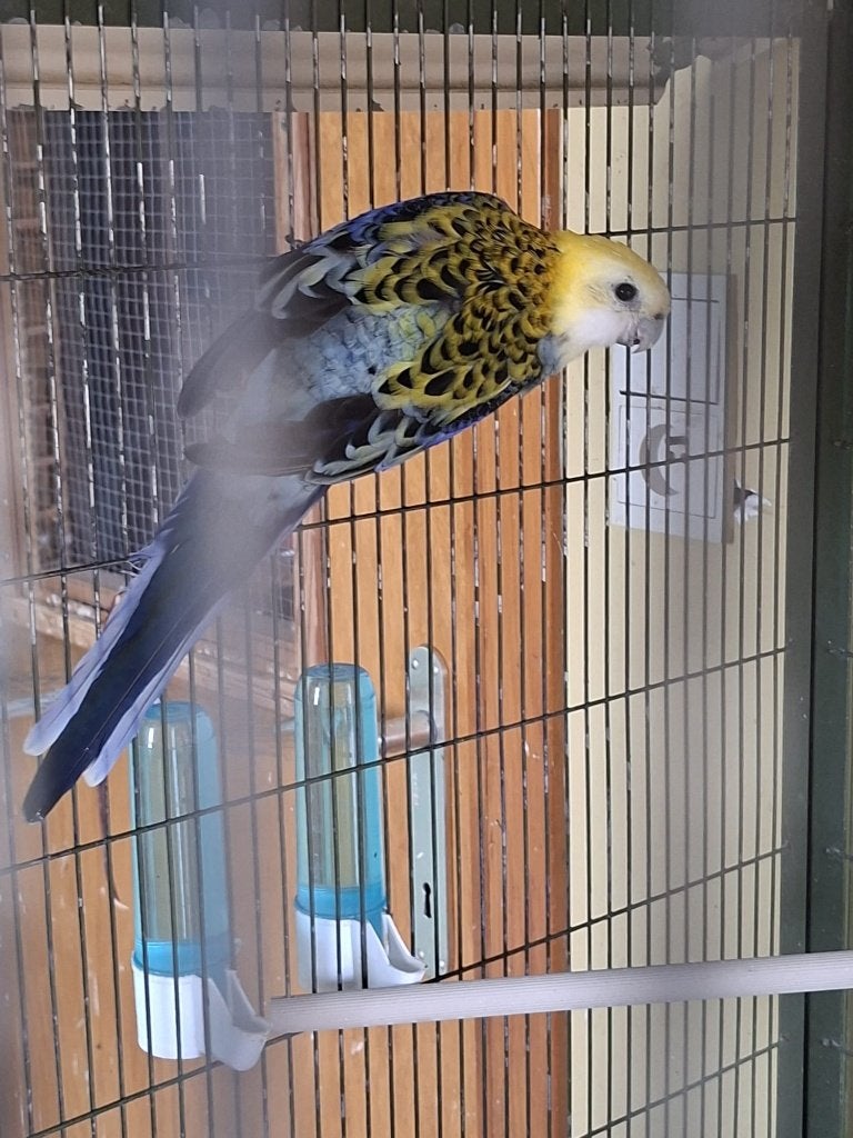 Prachtig koppel bleekkop rosella’s, Meerdere dieren, Papegaai, Geringd