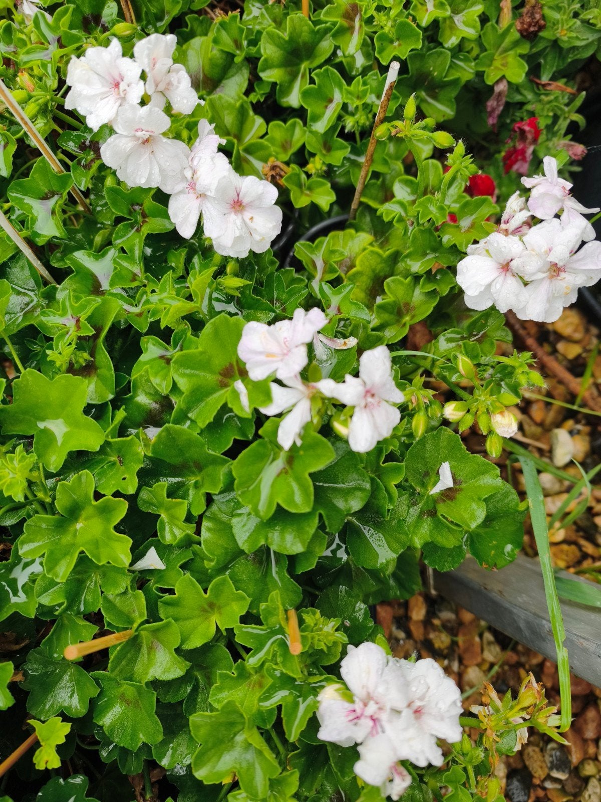 Geranium: Pelargonium Peltatum 'Balkon', Tuin en Terras, Planten | Tuinplanten, Ophalen