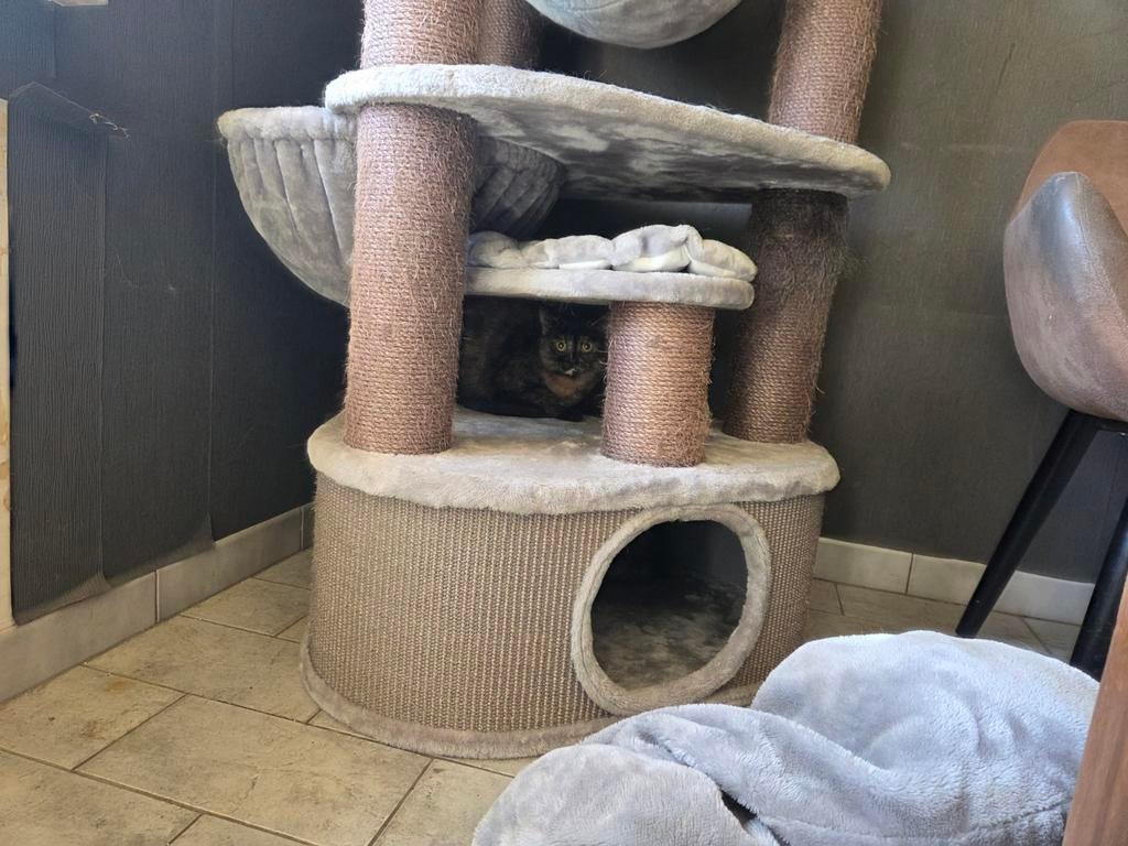 Kitty cat bella, Ophalen