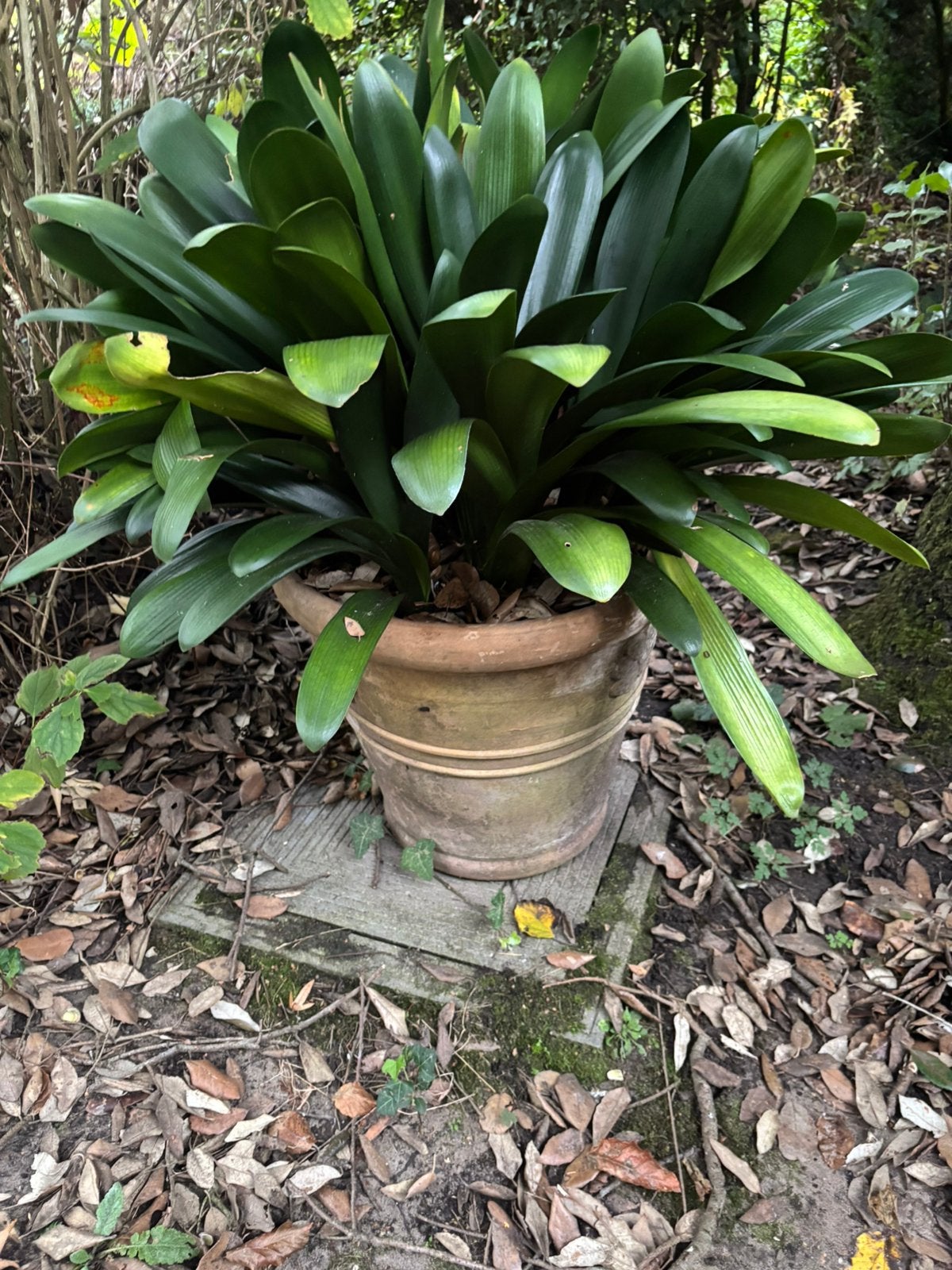Authentieke vorstvrije terracotta plantenbakken en bijhorend, Ophalen