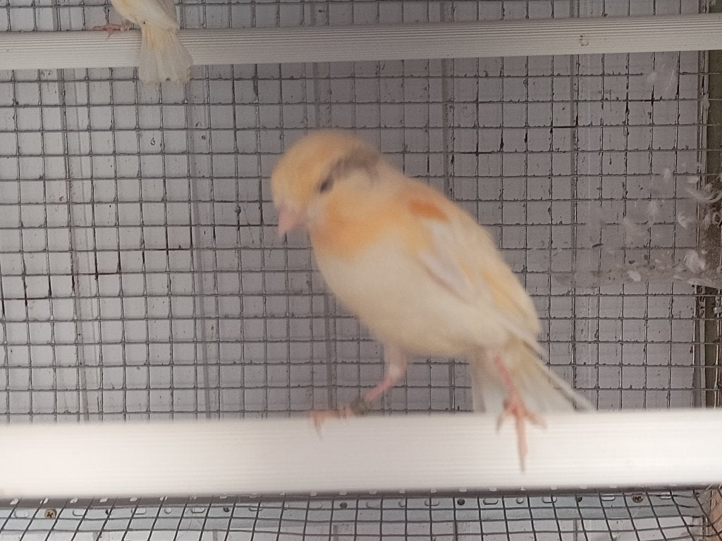 Kanaries, Animaux & Accessoires, Oiseaux | Canaris, Sexe inconnu, Canari de couleur