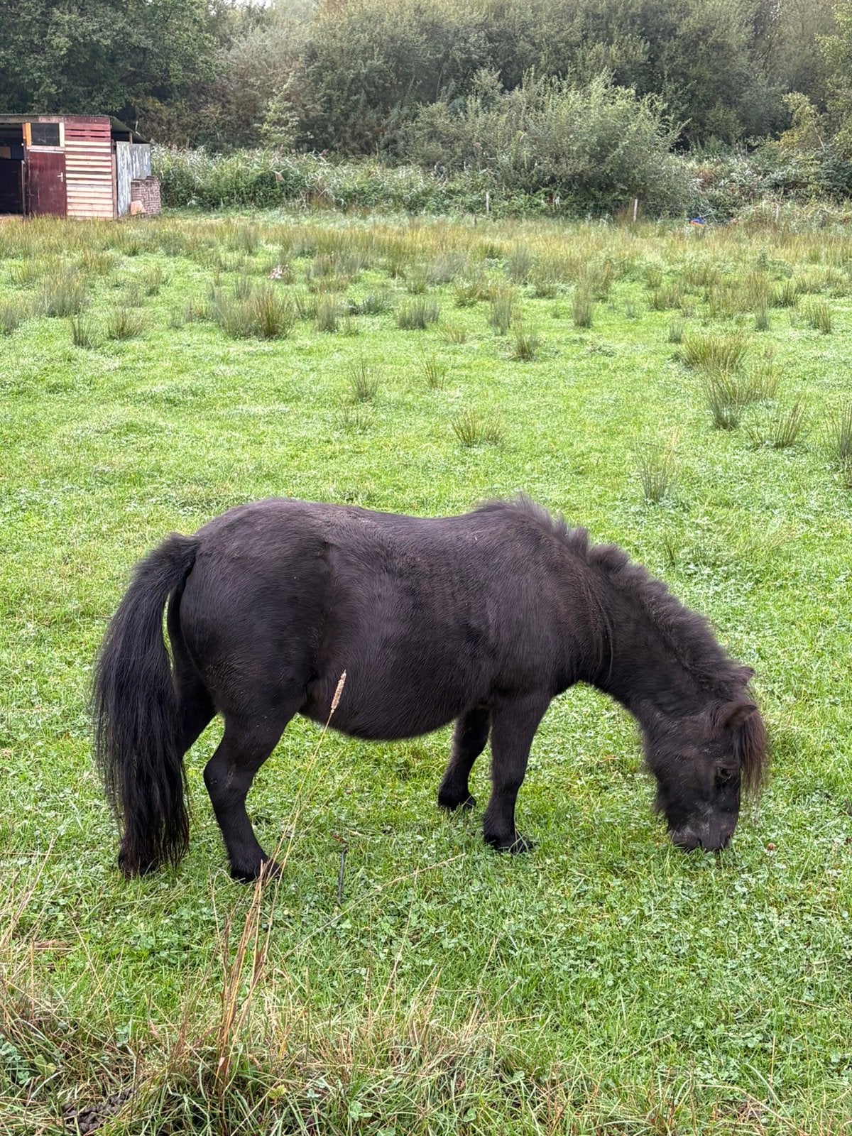 Poney castrer, Animaux & Accessoires, Enlèvement