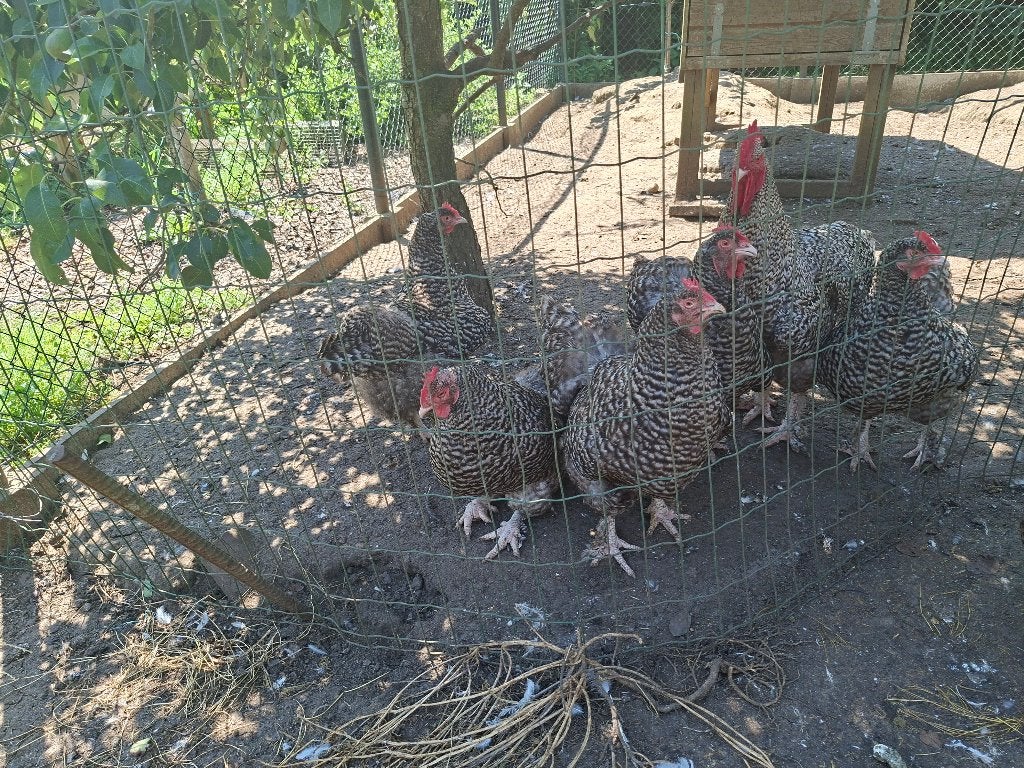 Foktoom mechelse koekoek, Dieren en Toebehoren, Pluimvee