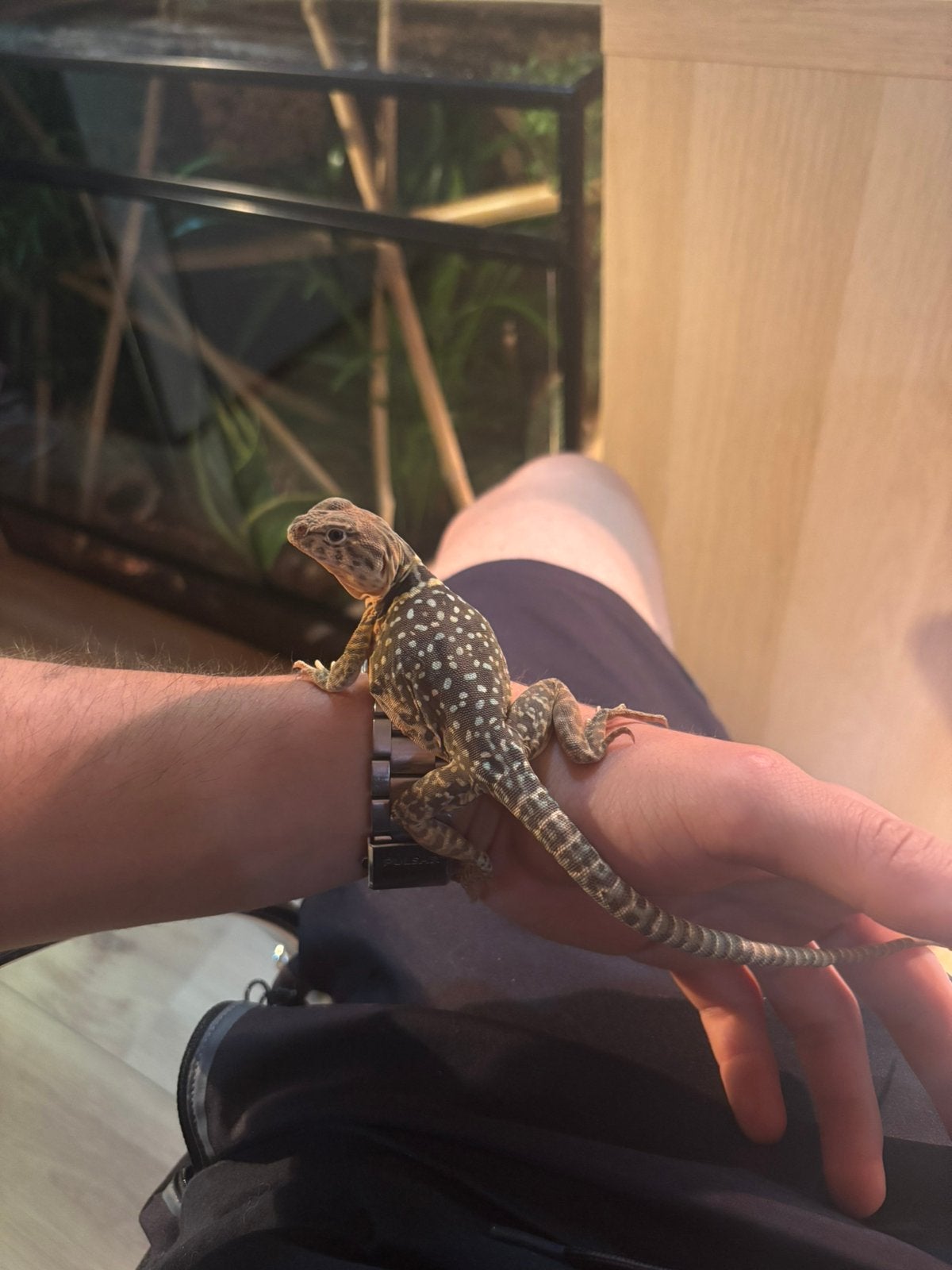 Paire d'iguanes à collier, Animaux & Accessoires, Reptiles & Amphibiens, Autres espèces, 3 à 6 ans, Avec terrarium, Domestique