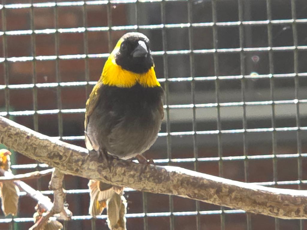 Prachtig koppel cubavinken, Dieren en Toebehoren, Vogels | Overige Vogels, Meerdere dieren, Tropenvogel, Geringd