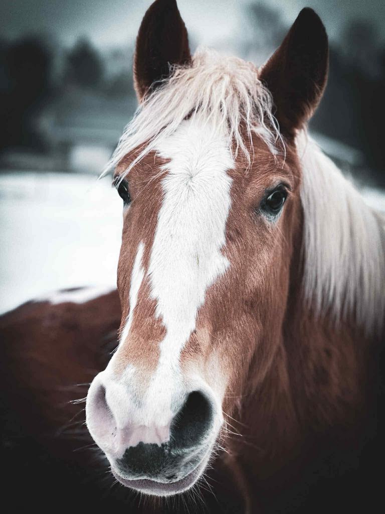 E pony, Dieren en Toebehoren, Pony's, Ruin, Onbeleerd, E pony (1.48m - 1.57m), 0 tot 2 jaar, Gechipt, Ontwormd, Ingeënt