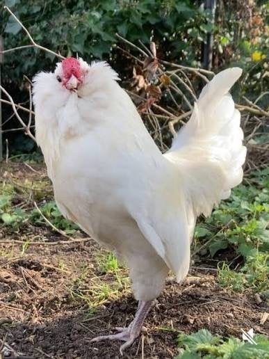 watermaalse baardkriel - haan, Dieren en Toebehoren