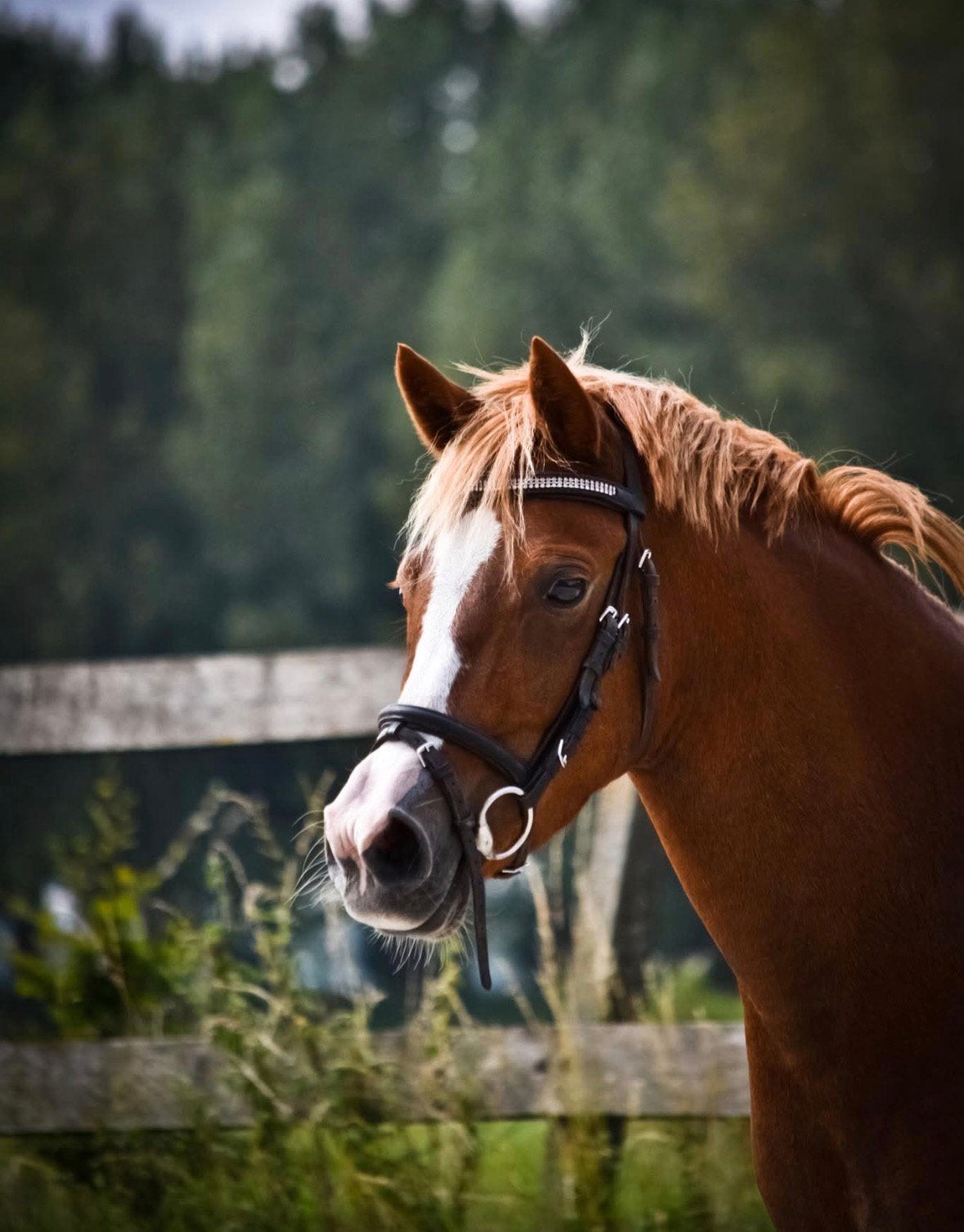 Super brave grote C-pony, Poney C (1.27 m à 1.37m), Avec puce électronique, 11 ans ou plus, Hongre