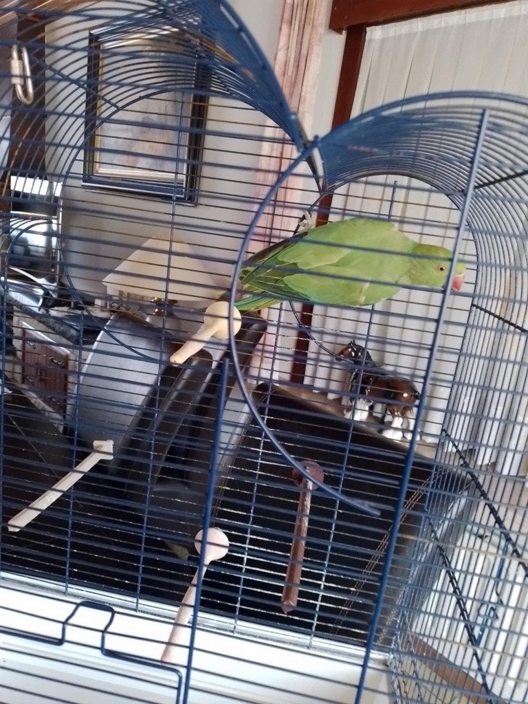halsband, Animaux & Accessoires, Oiseaux | Perruches & Perroquets, Mâle, Domestique