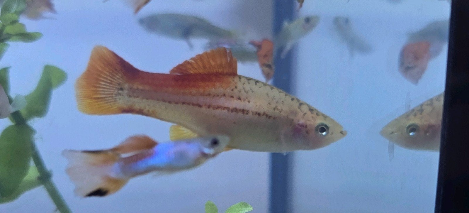 Zwaarddrager, Dieren en Toebehoren, Vissen | Aquariumvissen, Vis