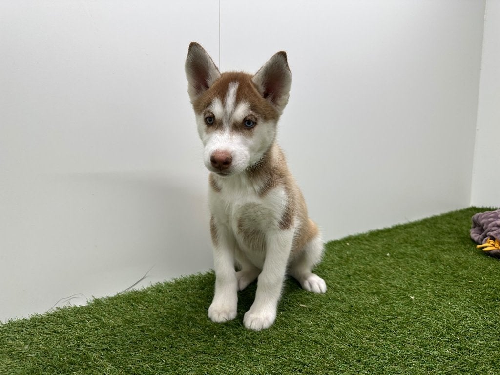 Chiots Husky de Sibérie, Maladie de Carré (chiens), Un chien, Chien de traîneau, Belgique