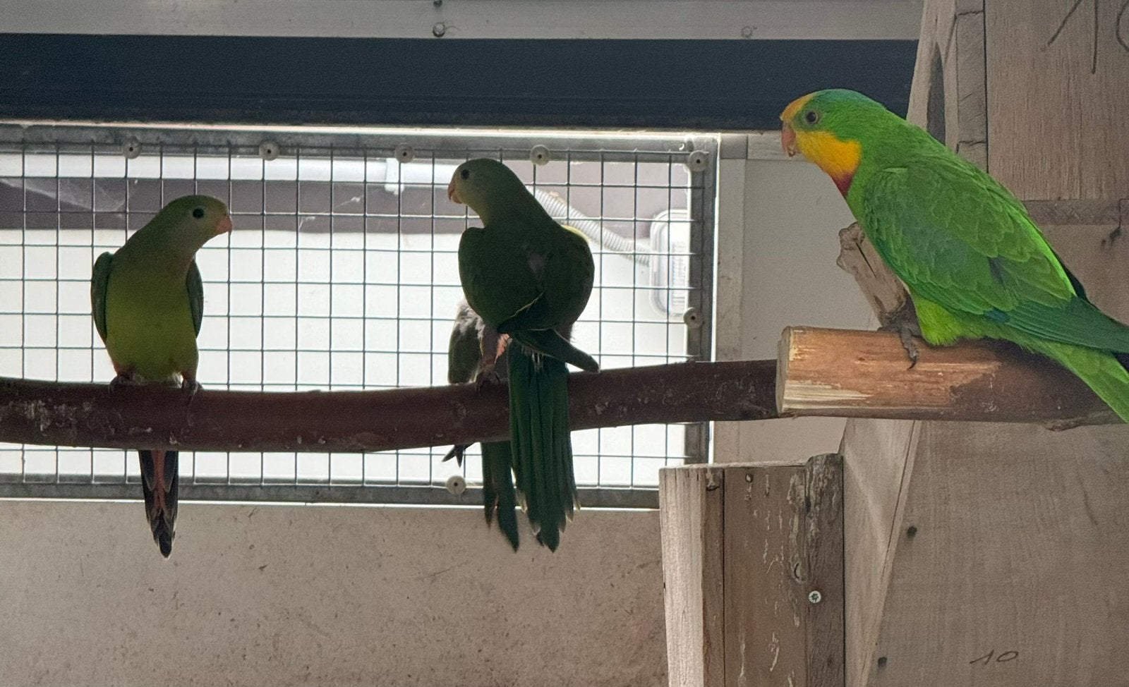 Barraband parkieten, Meerdere dieren, Parkiet, Geringd