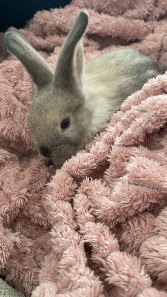 Lapin et accessoires, Animaux & Accessoires, Enlèvement, Neuf, Soins