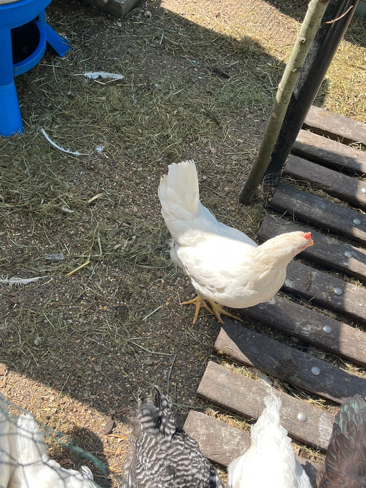 Witte leghorn hennen, Dieren en Toebehoren, Pluimvee