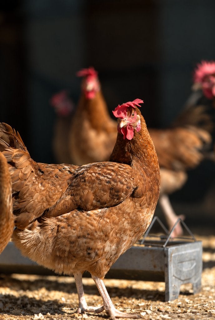 Legbars, Dieren en Toebehoren, Vrouwelijk, Kip