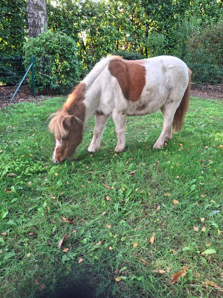 Zeer brave bonte pony merrie, Jument, Ne s'applique pas, Avec puce électronique, 11 ans ou plus