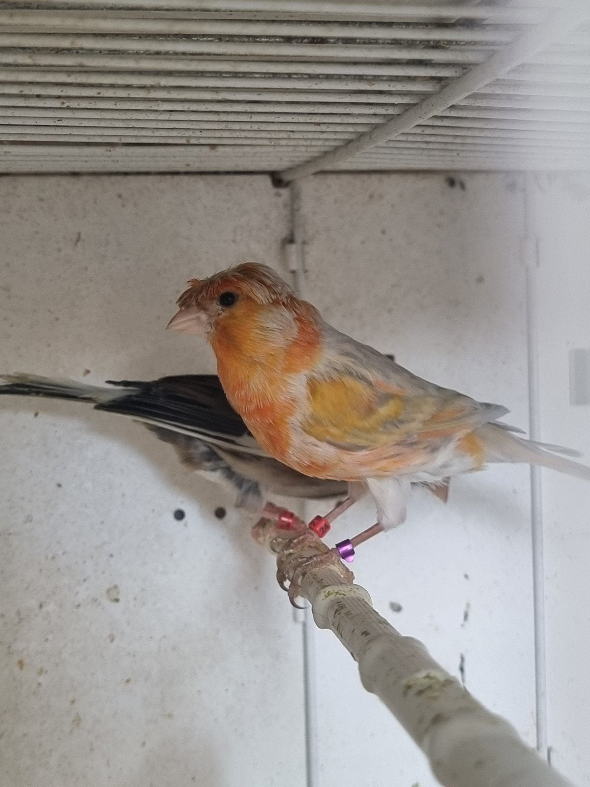 Très bon couple arlequim portugais avec ces bébés., Mâle