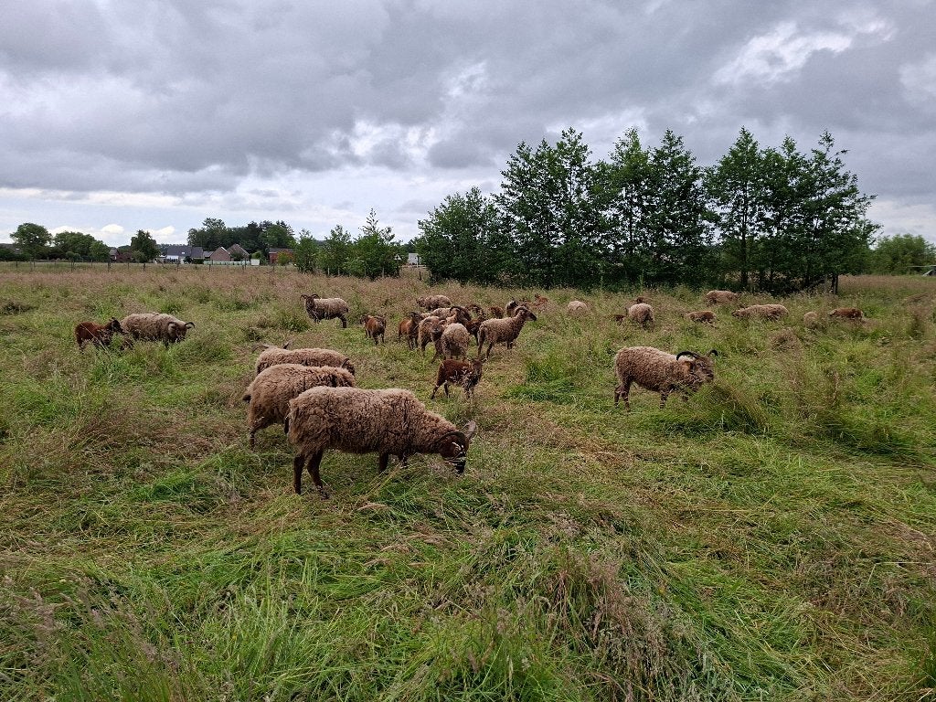 Castlemilk Moorit schapen, Animaux & Accessoires, Moutons, Chèvres & Cochons, Mouton, Plusieurs animaux, 0 à 2 ans