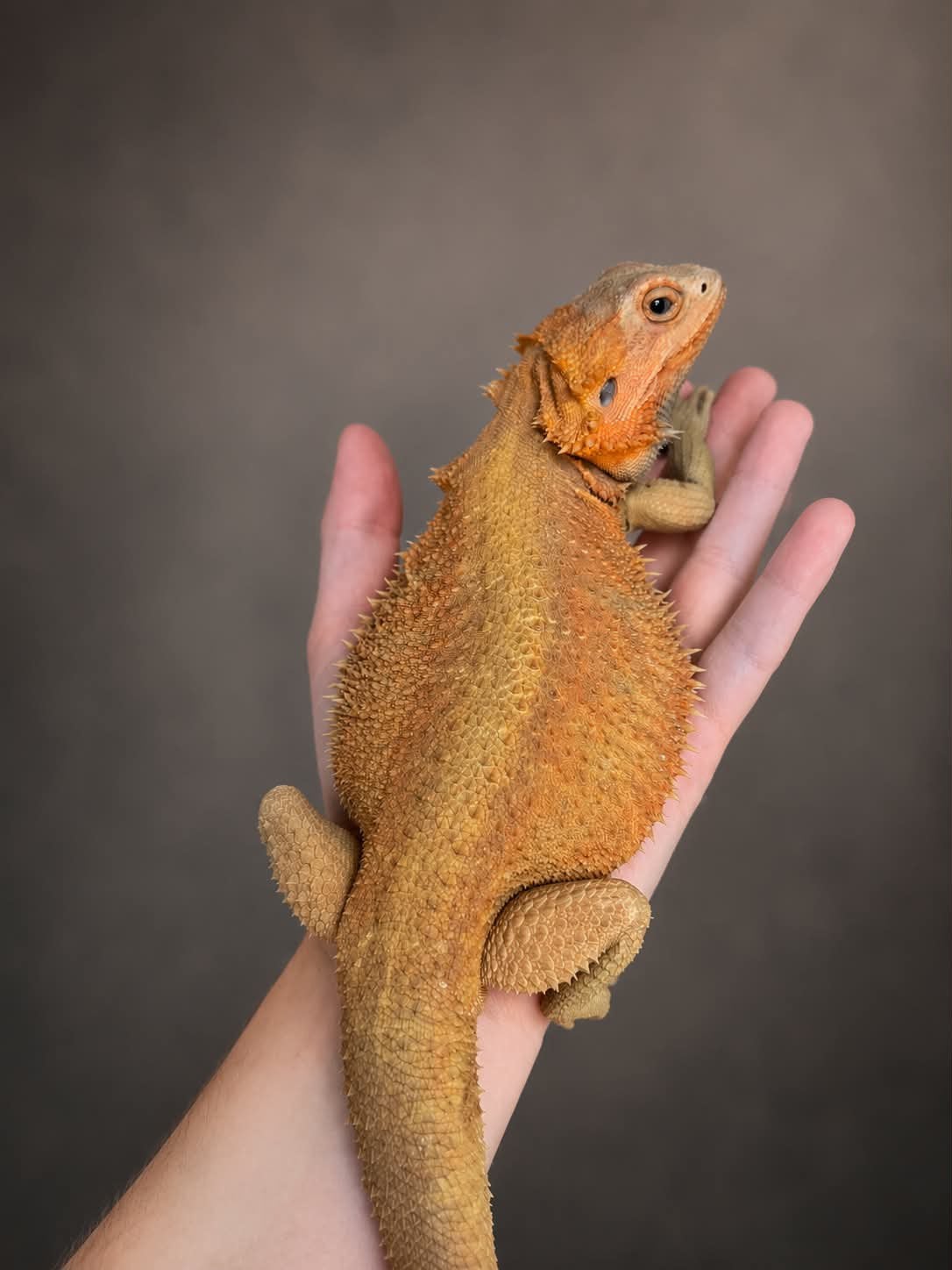 Citrus hypo partial trans genetic stripe baardagaam, Dieren en Toebehoren, Hagedis, Tam, 0 tot 2 jaar