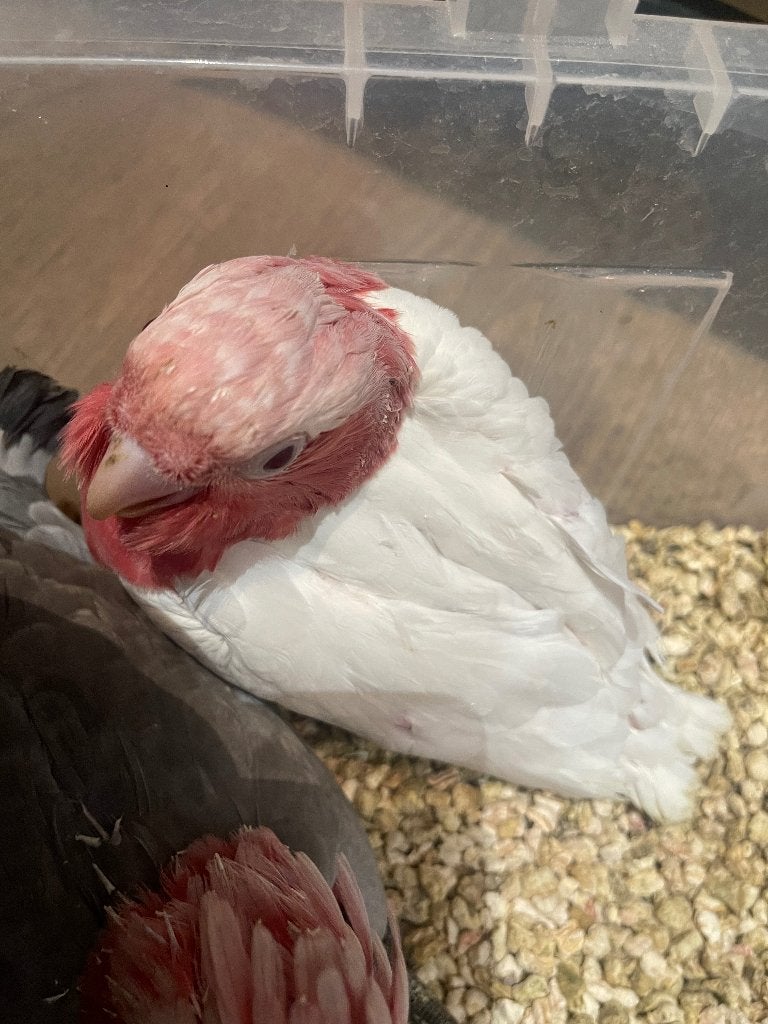 Te reserveren tamme lutino rose Kakatoe, Perruche, Parleur