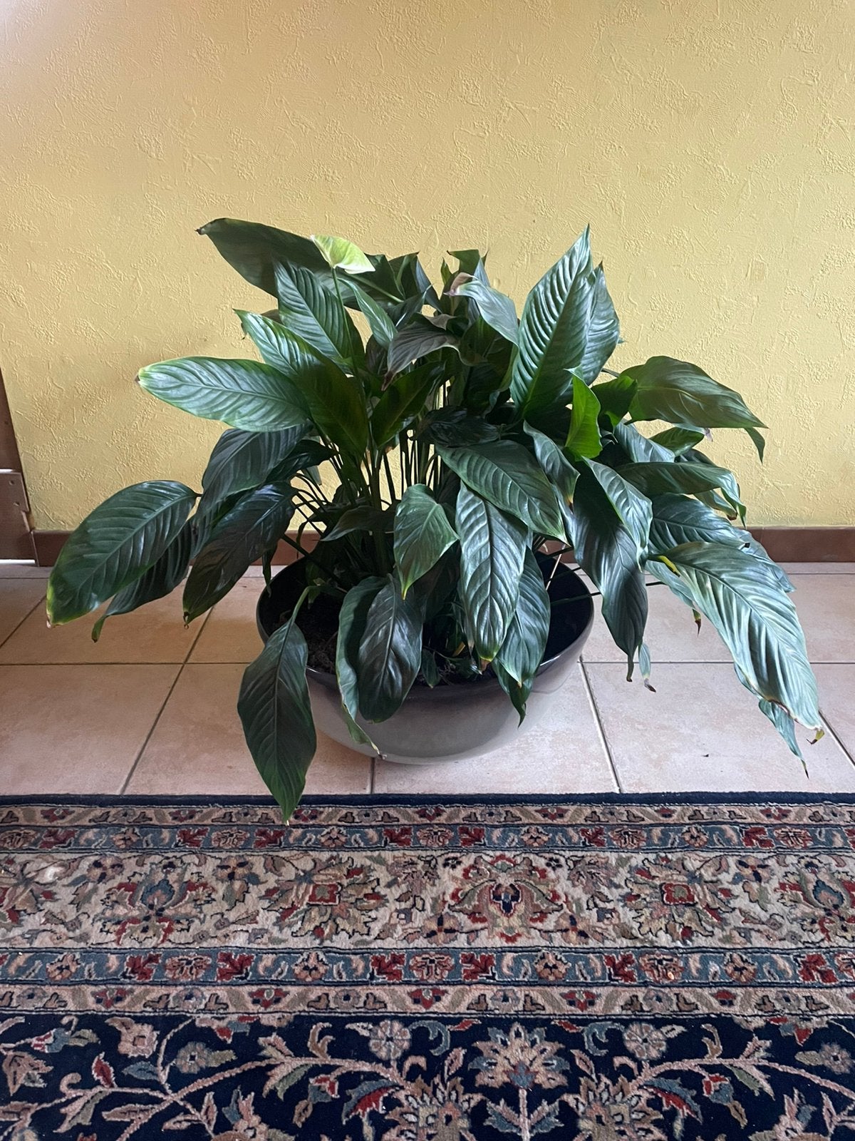 Plante en cuillère (Spathiphyllum), Maison & Meubles, Autres espèces, En pot, Plante à fleurs, Moins de 100 cm