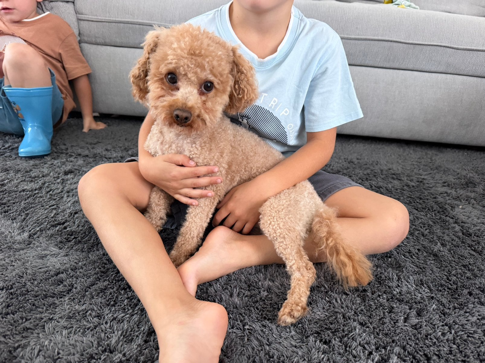 Toypoedel reu, Animaux & Accessoires, 1 à 2 ans, Maladie de Carré (chiens), Particulier, Chien (mâle)