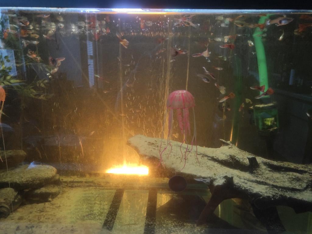 Guppies, Dieren en Toebehoren, Vis, Zoetwatervis