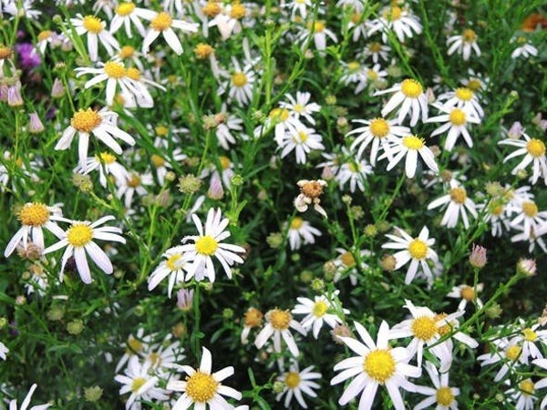 Kalimeris Mon Jardin, Ophalen