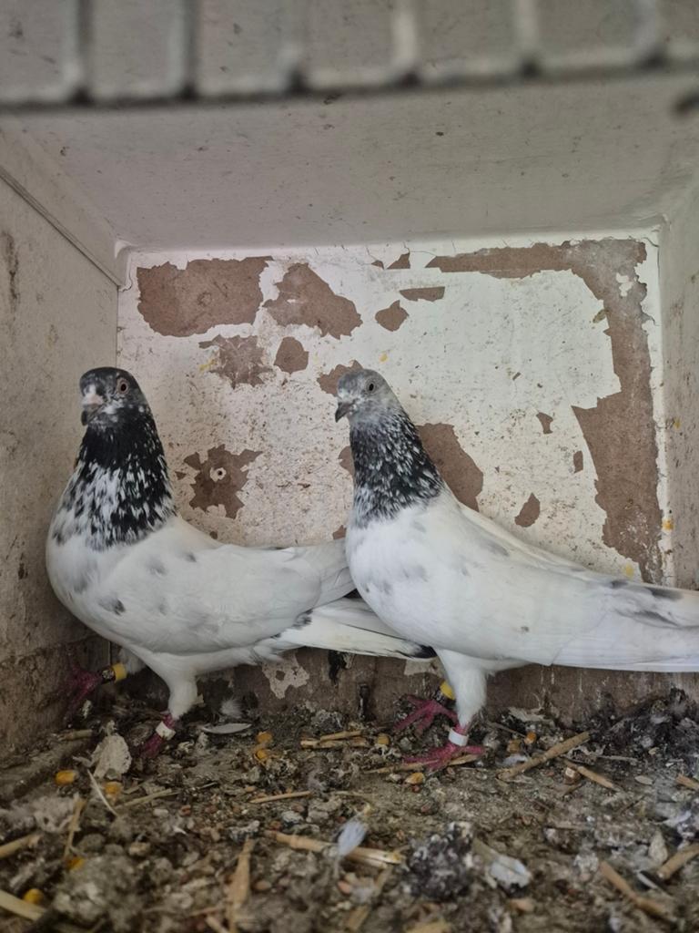 Pakistan hoogvlieger 60€ kopel, Dieren en Toebehoren