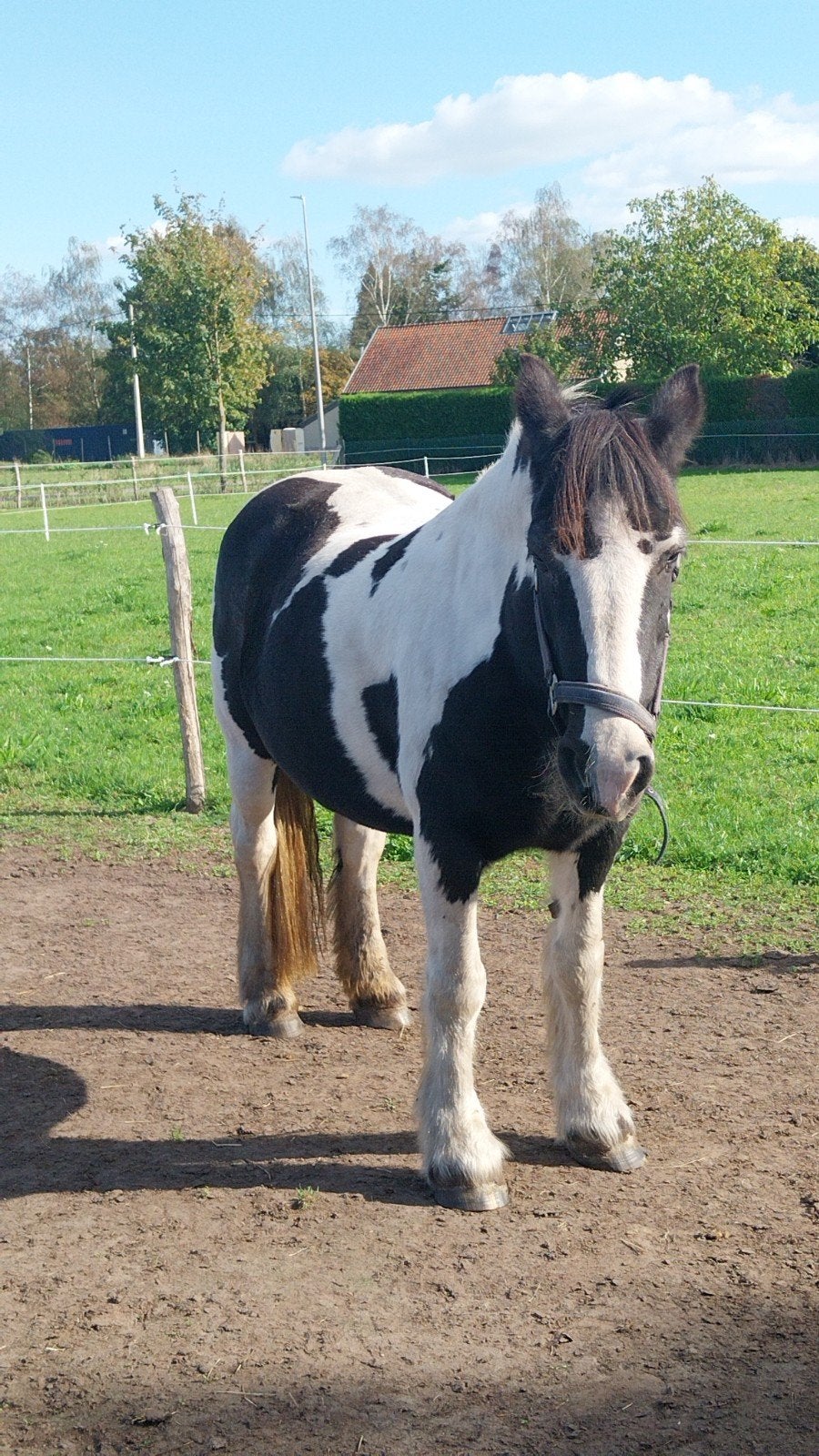 verzorgpony aan geboden  lozen bocholt