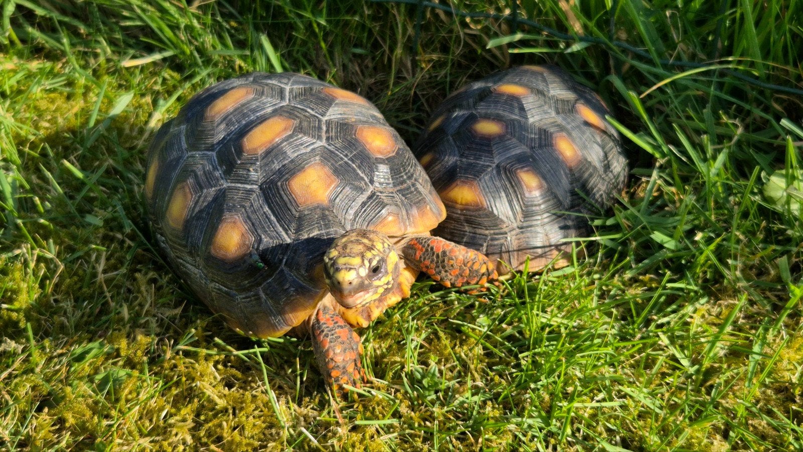 Chelonoidis carbonaria (schildpadden), Dieren en Toebehoren, Ophalen, Nieuw, Overige typen