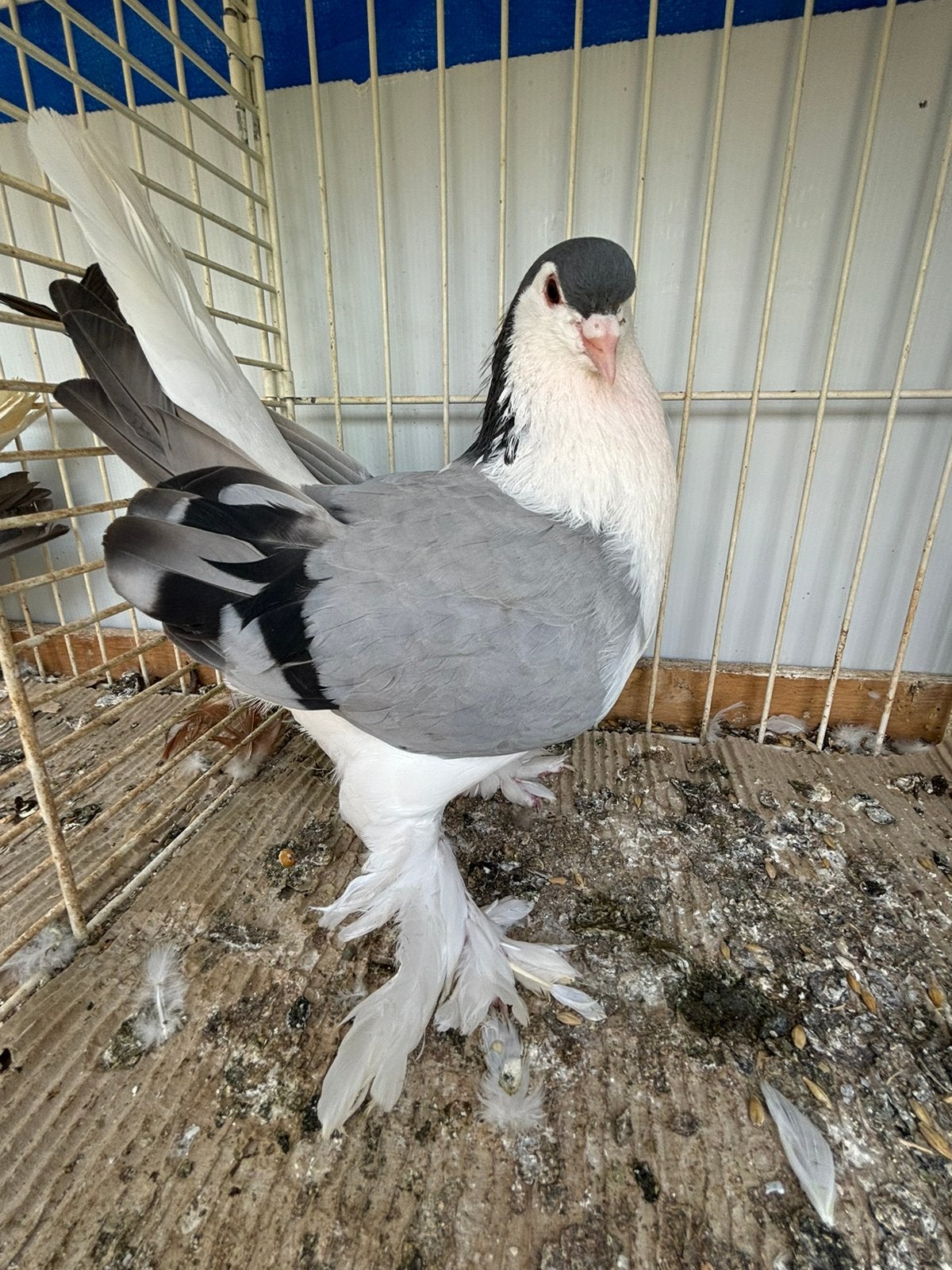Lahore sierduiven, Dieren en Toebehoren, Meerdere dieren, Overige soorten