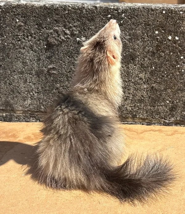Magnifique furet femelle angora silver, Fret, Vrouwelijk, Mei, Tam