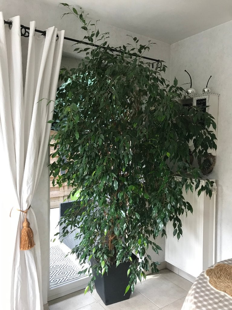 Mooie ficus benjamina plant, Bloeit niet, Halfschaduw, Overige soorten, 100 tot 250 cm